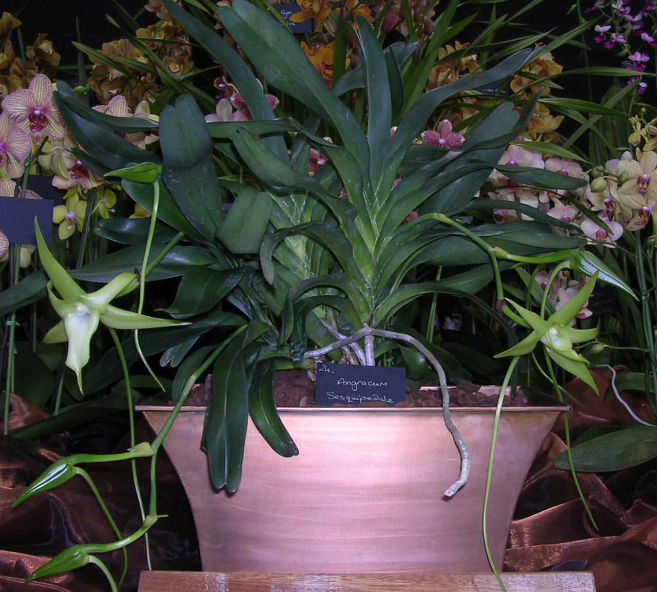 Angraecum sesquipedale