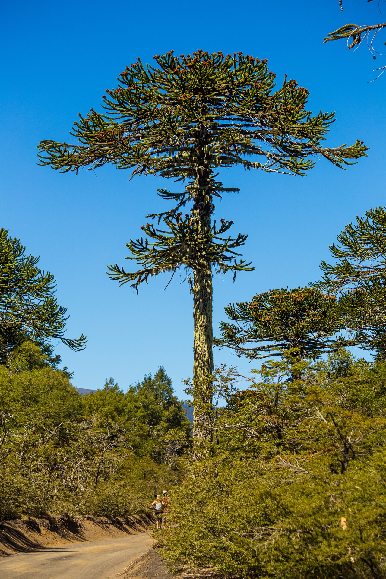 Araucaria araucana