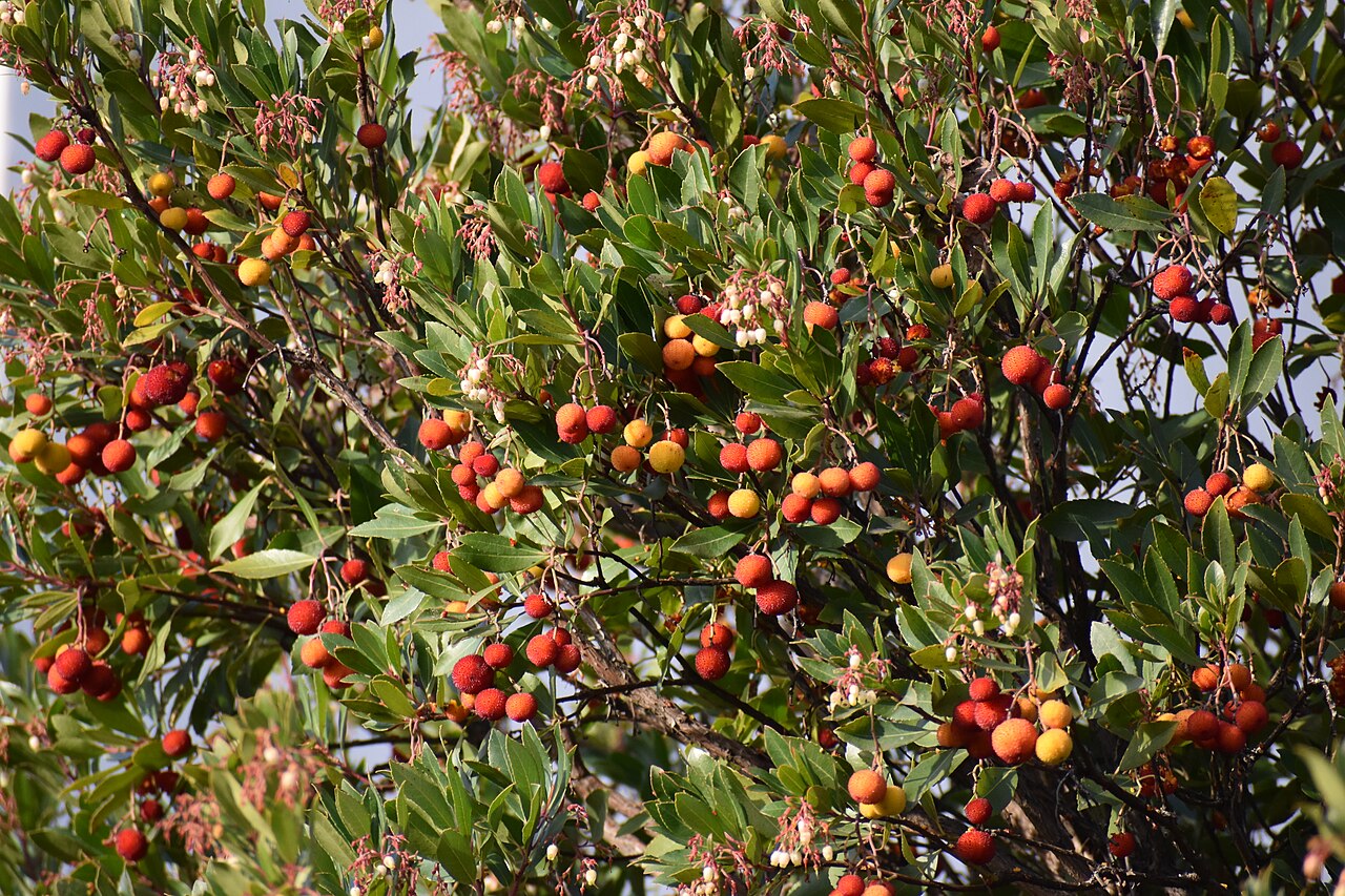 Arbutus unedo
