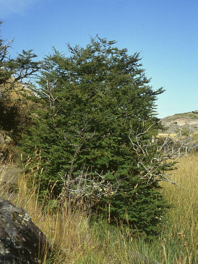 Nothofagus antarctica