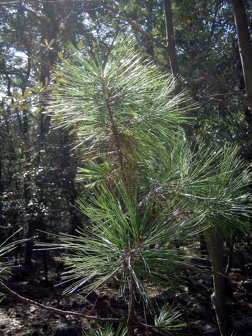Pinus arizonica