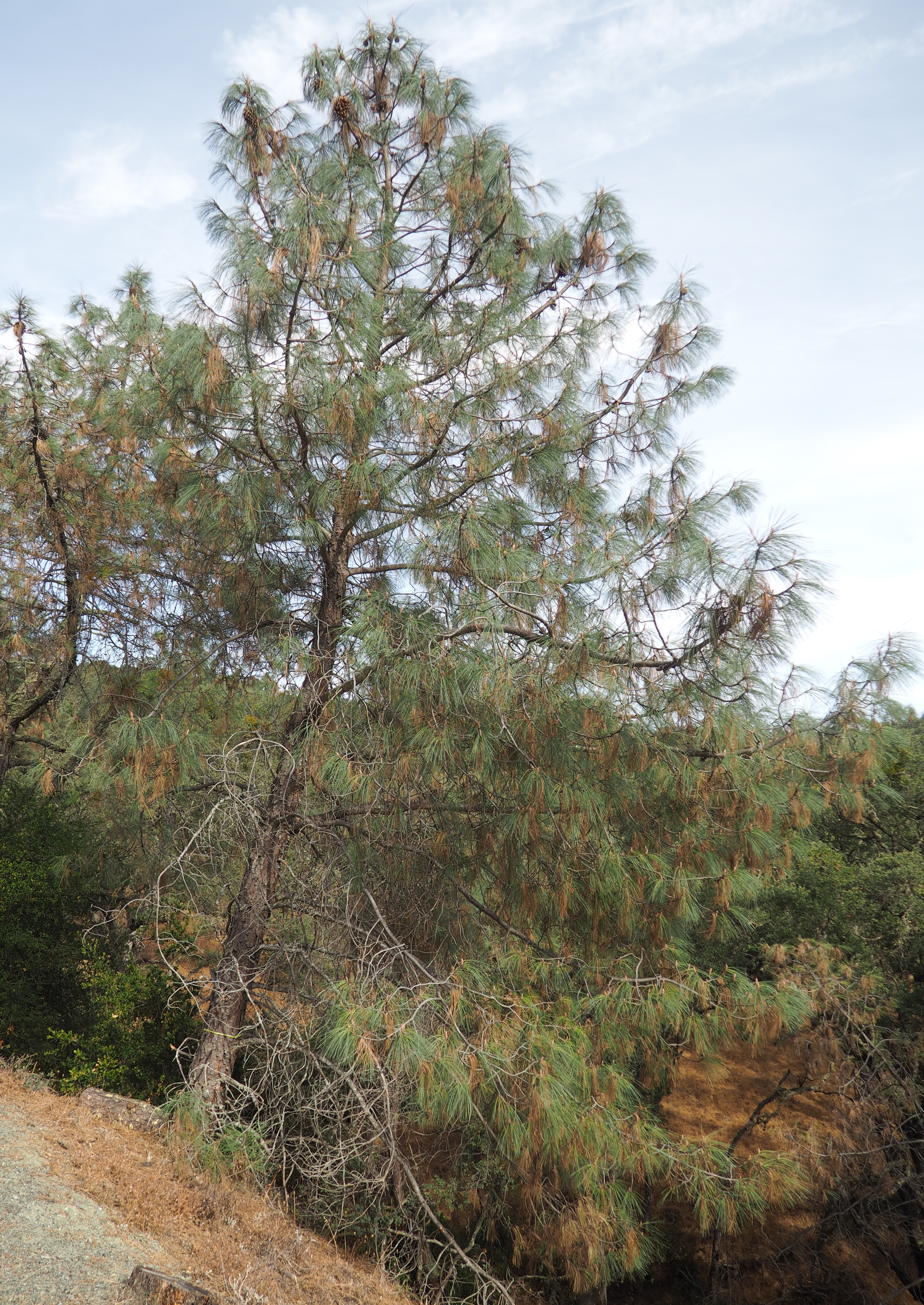 Pinus sabiniana