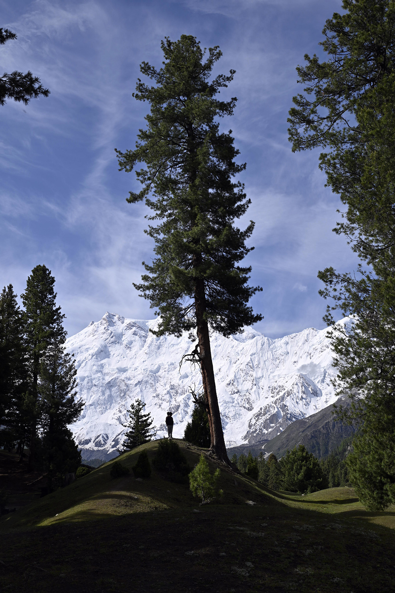 Pinus wallichiana