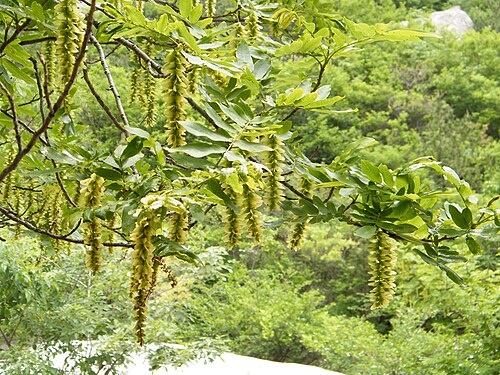 Pterocarya stenoptera