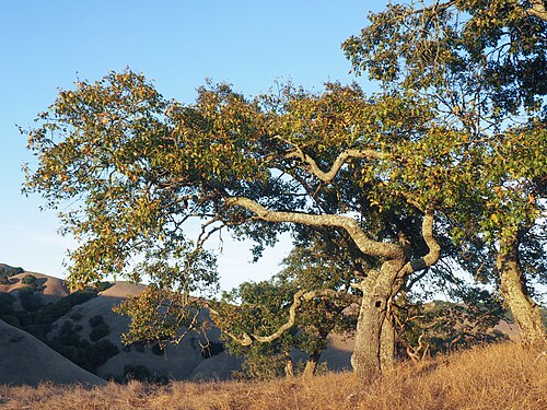 Quercus kelloggii