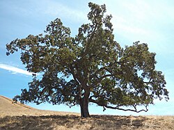 Quercus lobata