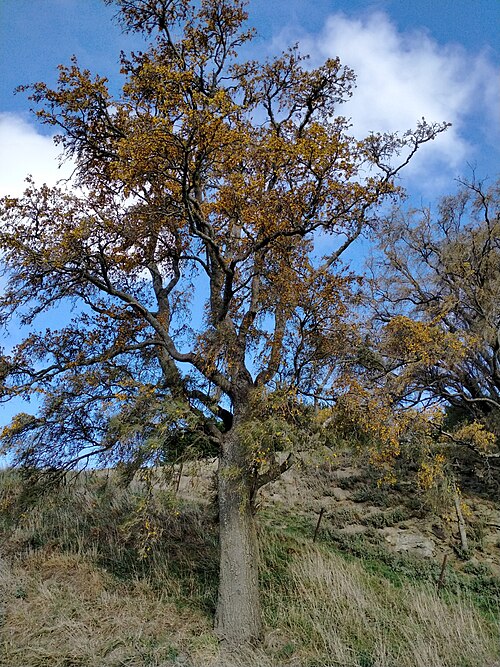 Sophora microphylla