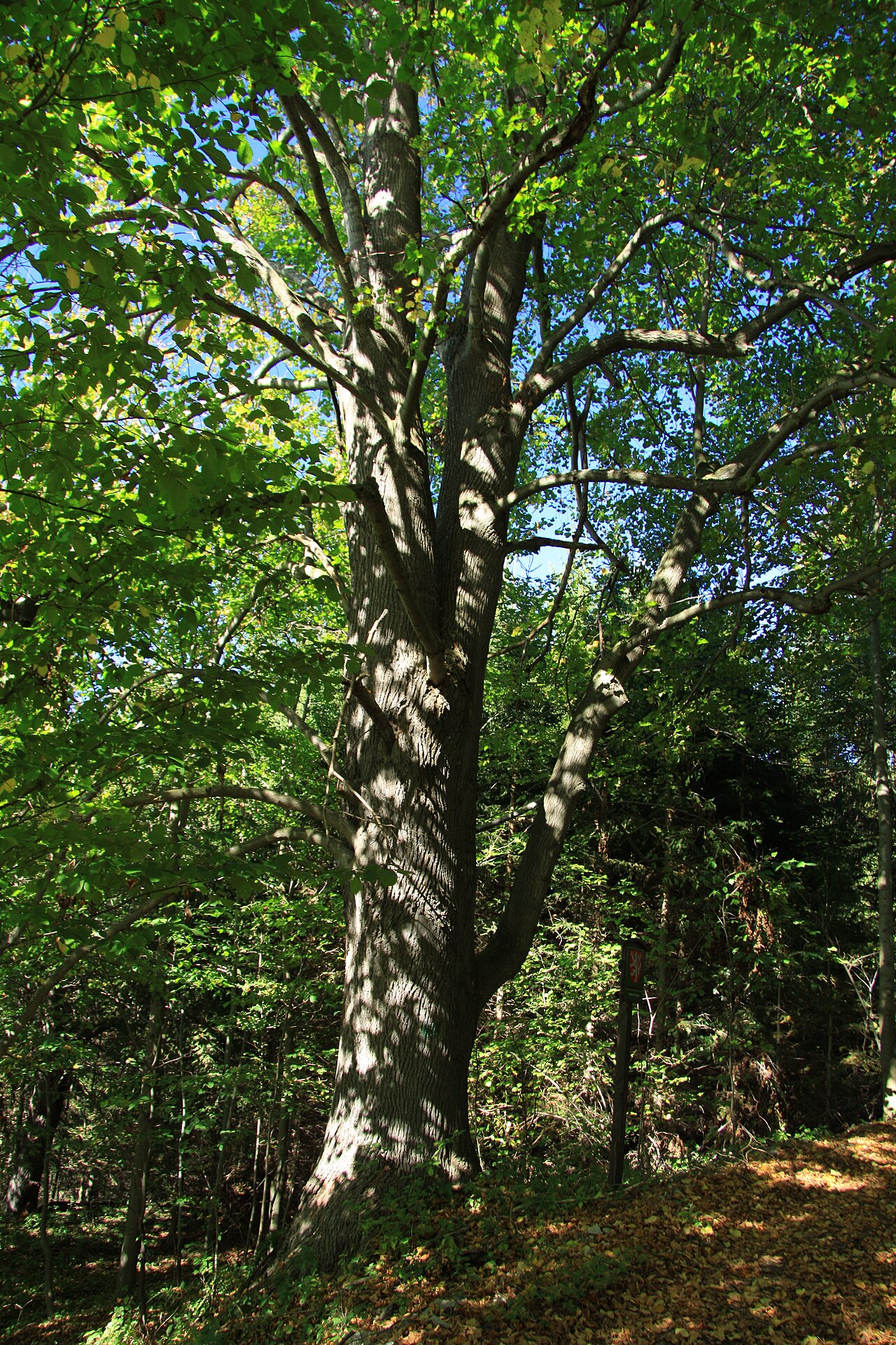 Tilia platyphyllos